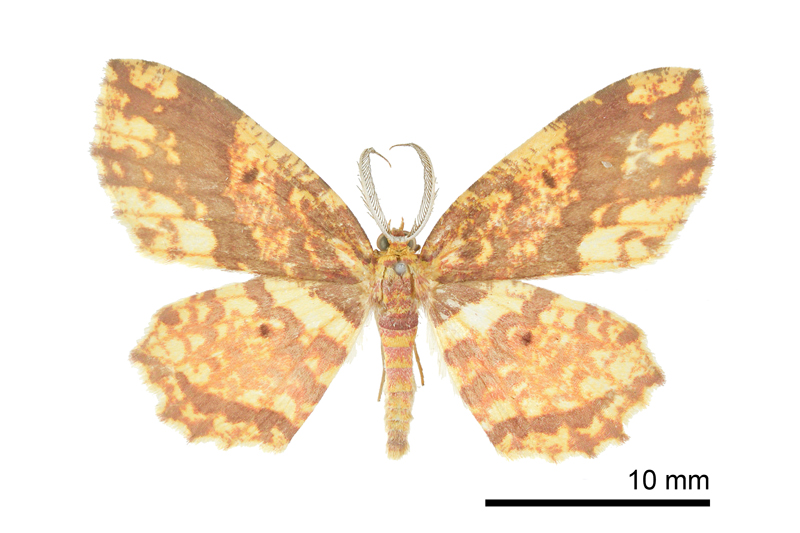 Yashmakia suffusa Male